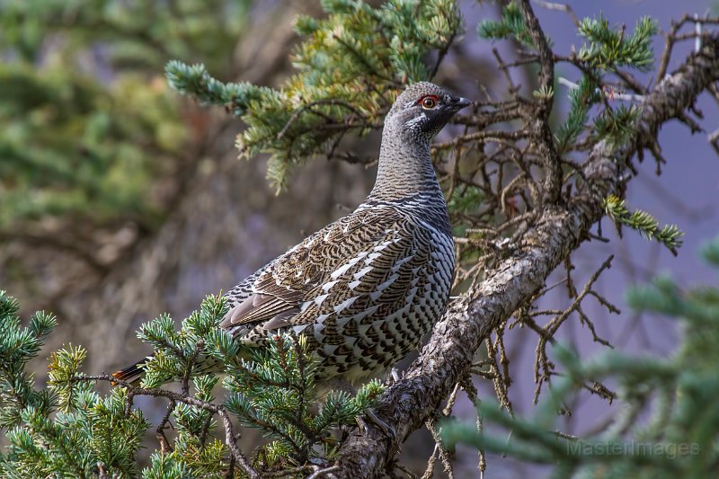_MG_7613c.jpg - Spruce Grouse (Falcipennis canadensis)